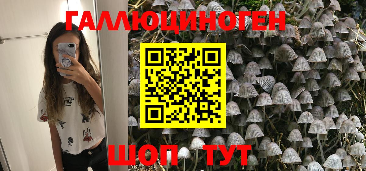 Псилоцибиновые грибы Psilocybe Курчалой