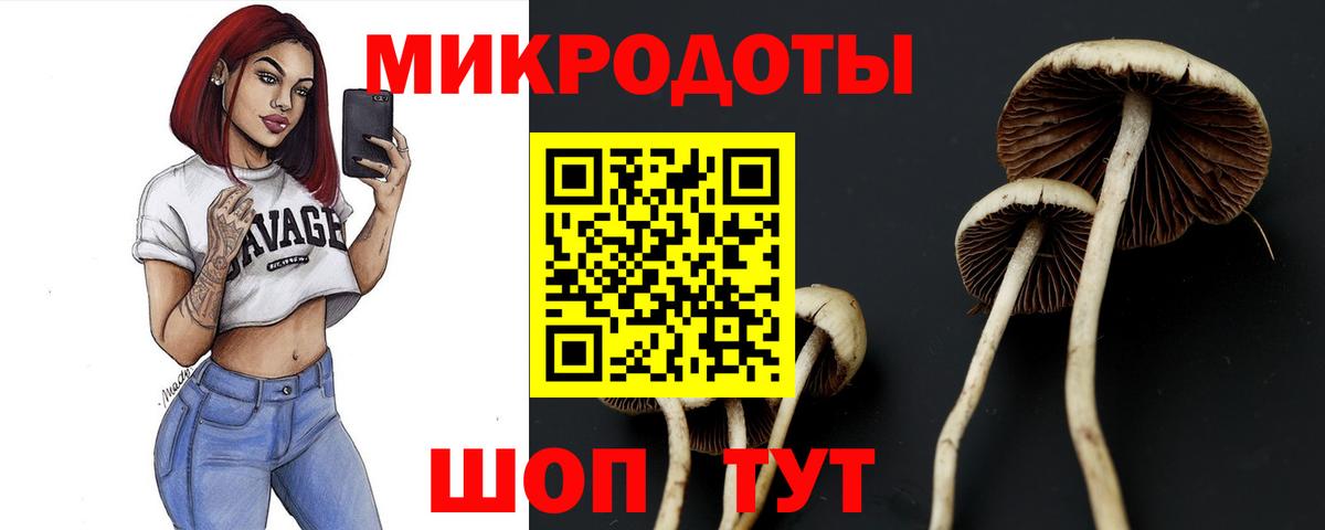 Галлюциногенные грибы Psilocybe  Курчалой 